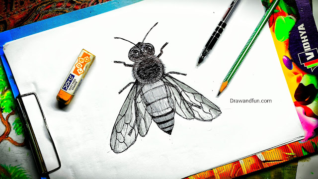 Read more about the article How to Draw a Honey Bee in easy steps